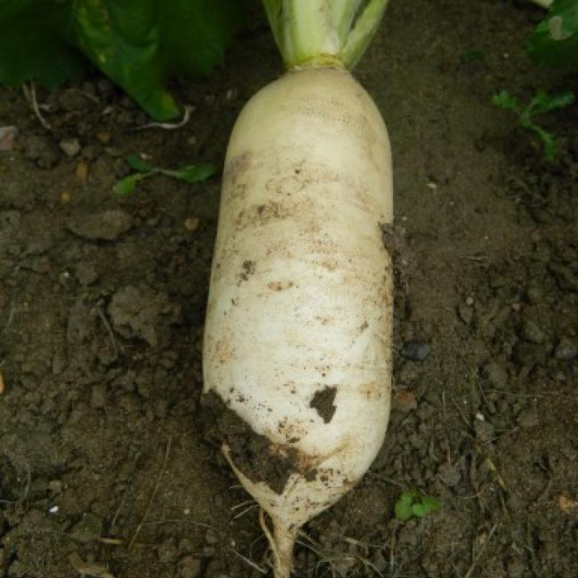 Stubble Turnips Field Options